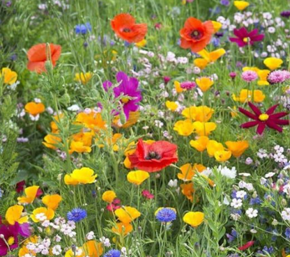 Sunny Meadow Flower Mix Streubeutel für Wildblumensamen