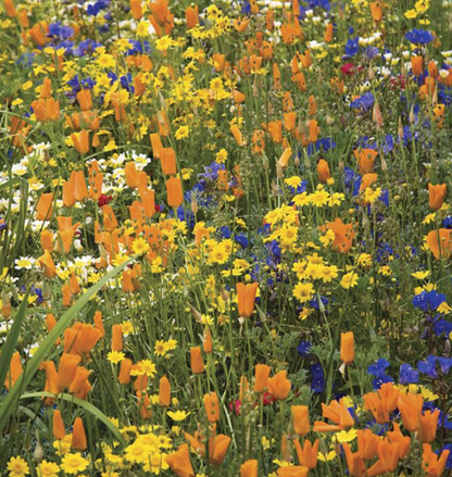 Sunny Meadow Flower Mix Streubeutel für Wildblumensamen