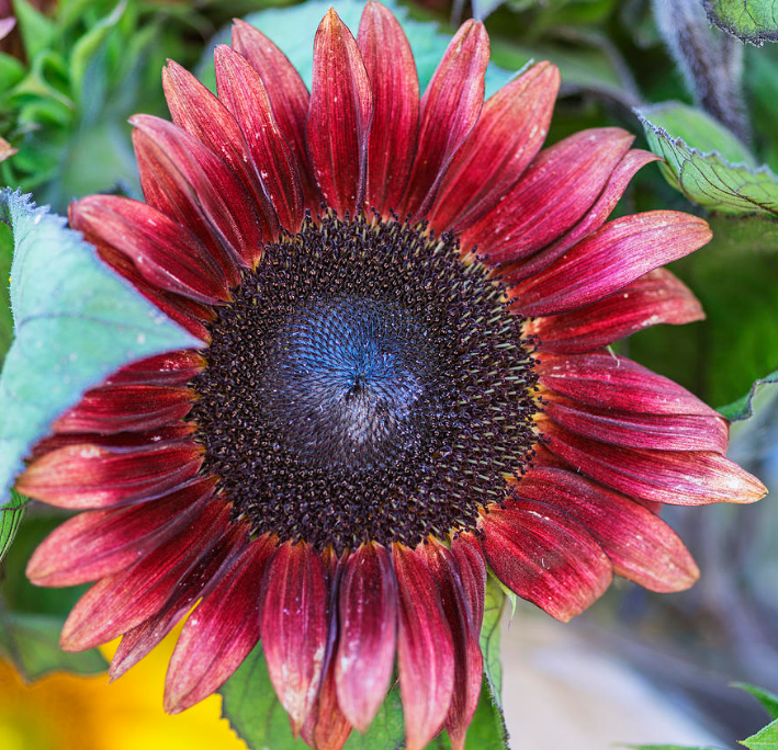 Schokoladen-Kirsch-Sonnenblume