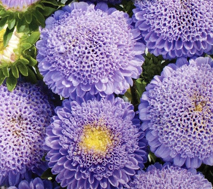 50 + Samen wunderschöne doppelt blühende Sidonia-Aster in Blau