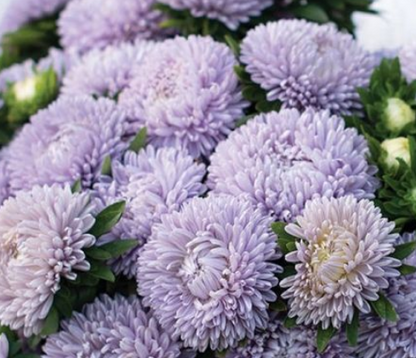 50 + Samen wunderschöne doppelt blühende Sidonia-Aster in Blau