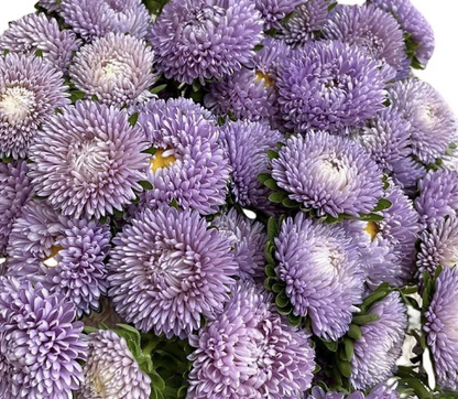 50 + Samen wunderschöne doppelt blühende Sidonia-Aster in Blau