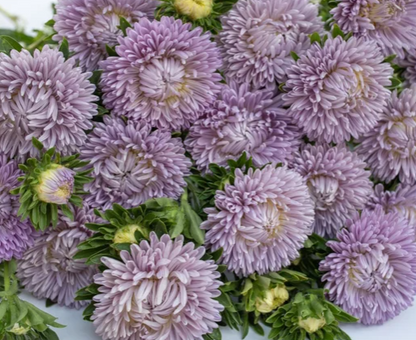 50 + Samen wunderschöne doppelt blühende Sidonia-Aster in Blau