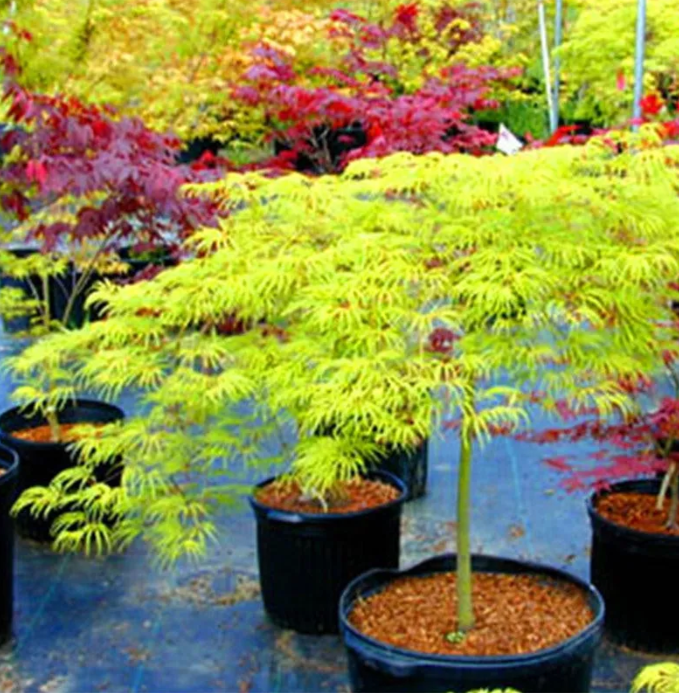 50 Stück Rote Ahornsamen, Gartenbonsai, schöne Zimmerpflanze