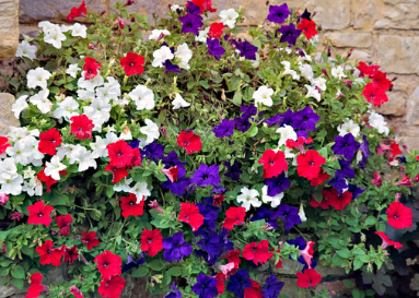 Morning Glory - Hängende Petuniensamen in verschiedenen Farben