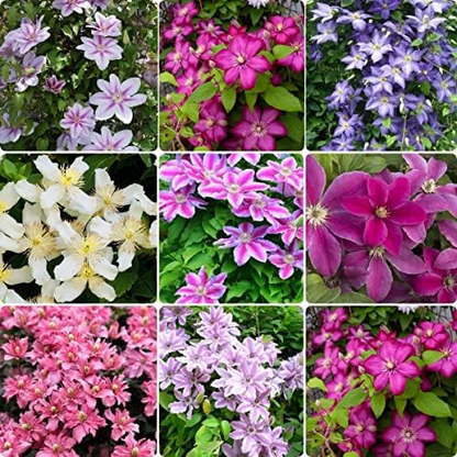 47 % RABATT🎉KLETTER-CLEMATIS-BLUME IN VERSCHIEDENEN FARBEN