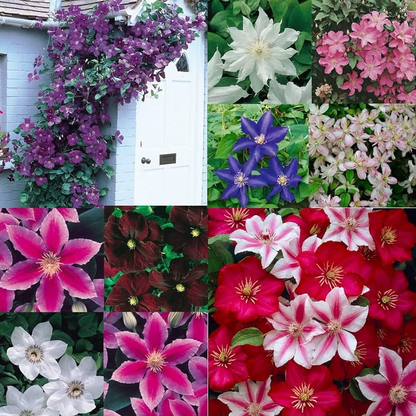 47 % RABATT🎉KLETTER-CLEMATIS-BLUME IN VERSCHIEDENEN FARBEN