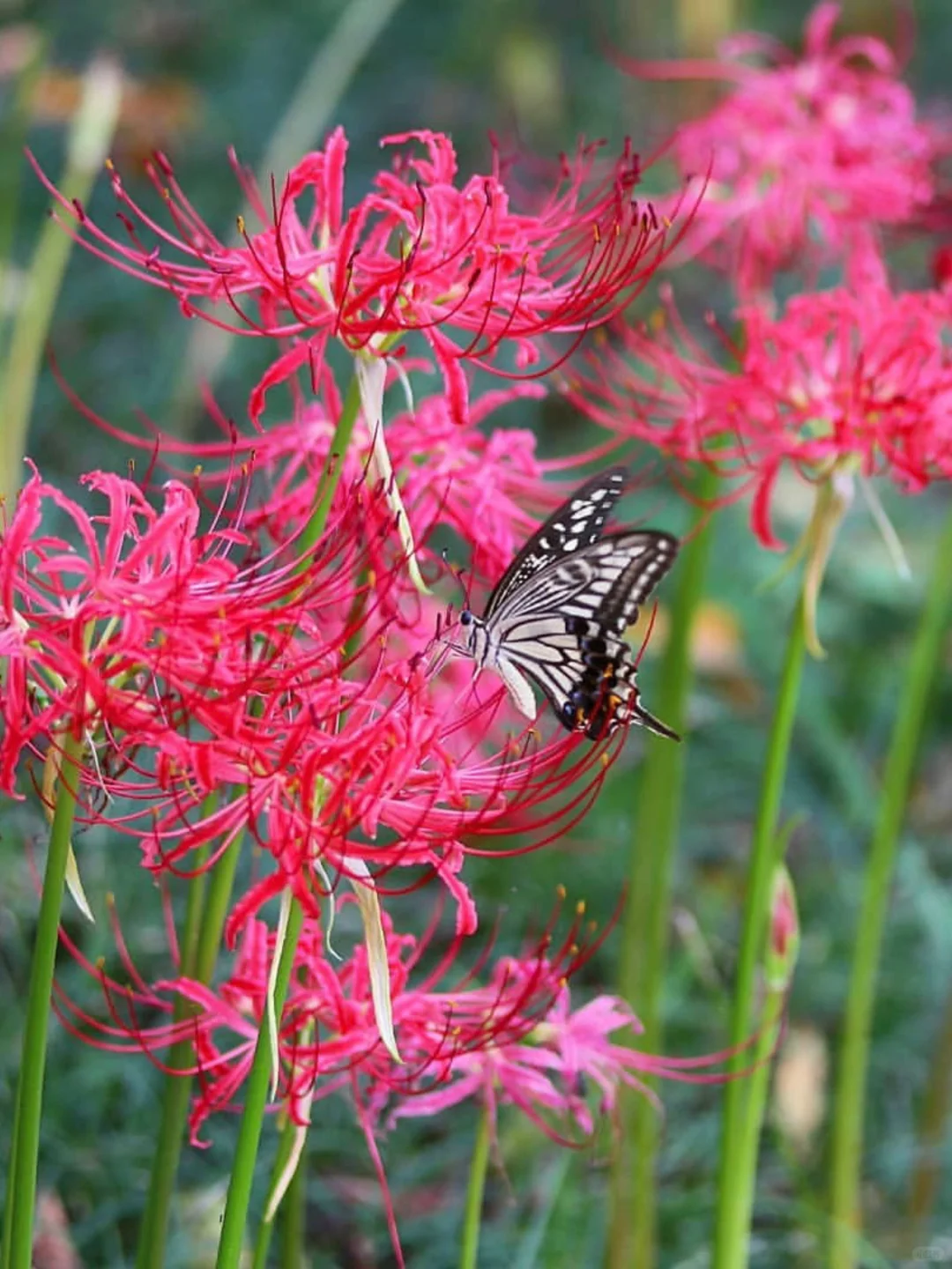 ✨Spider Lily Zwiebeln✨ Mehrjährige Pflanzen 🪴 Verschiedene Farben