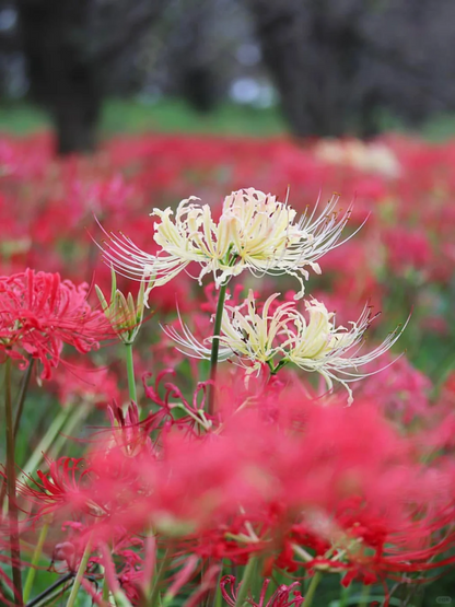 ✨Spider Lily Zwiebeln✨ Mehrjährige Pflanzen 🪴 Verschiedene Farben