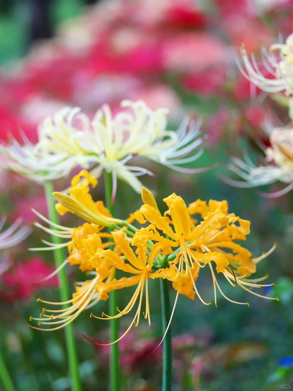 ✨Spider Lily Zwiebeln✨ Mehrjährige Pflanzen 🪴 Verschiedene Farben