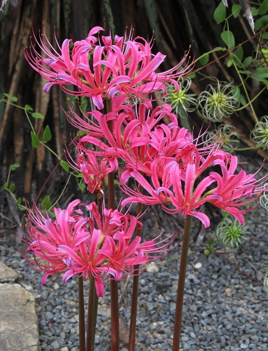 ✨Spider Lily Zwiebeln✨ Mehrjährige Pflanzen 🪴 Verschiedene Farben