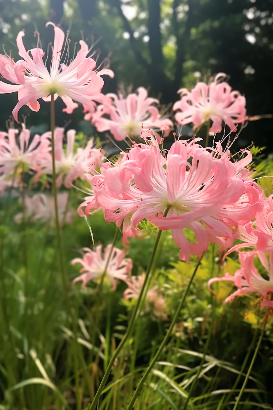 ✨Spider Lily Zwiebeln✨ Mehrjährige Pflanzen 🪴 Verschiedene Farben