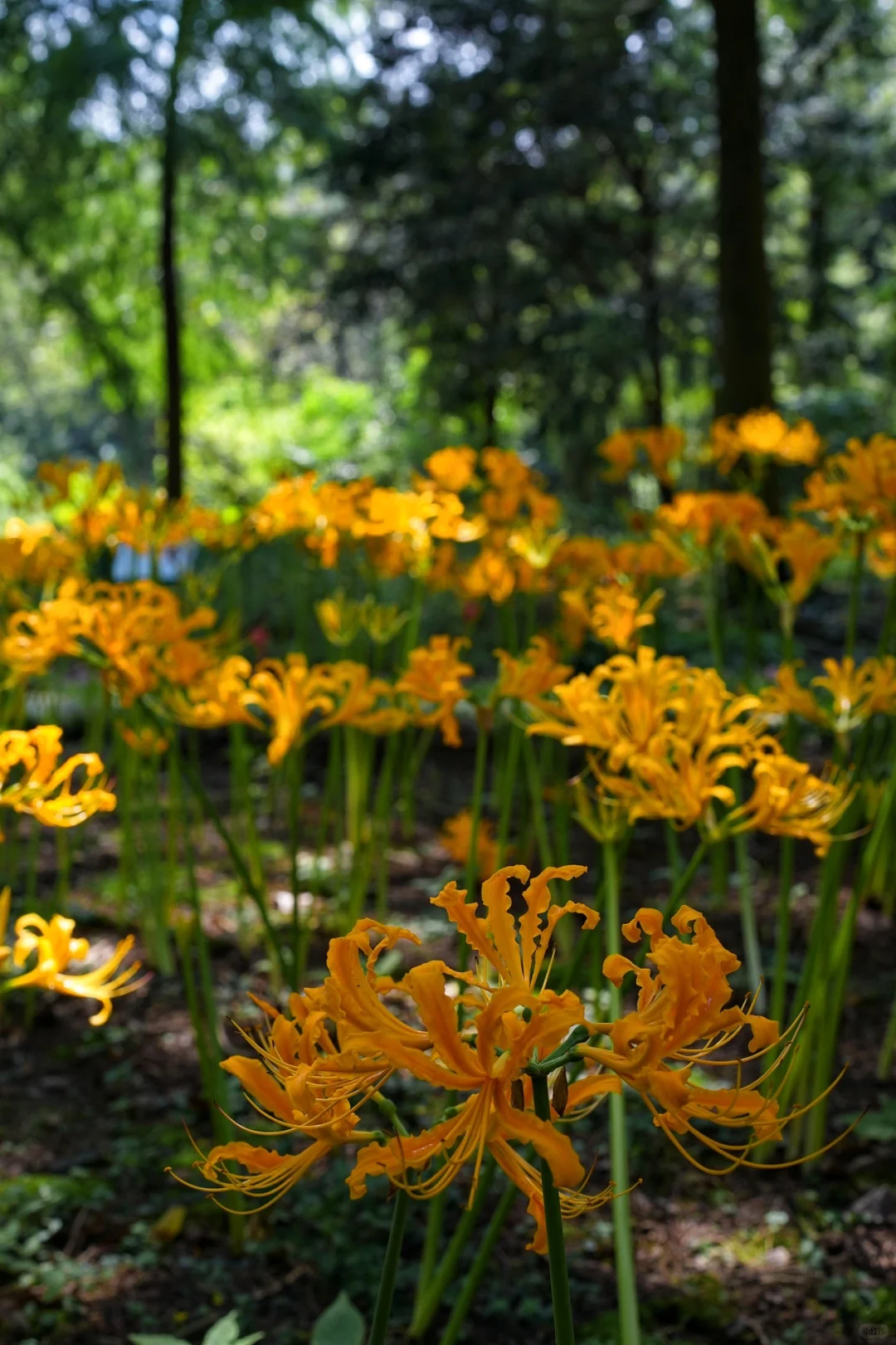 ✨Spider Lily Zwiebeln✨ Mehrjährige Pflanzen 🪴 Verschiedene Farben