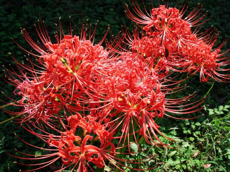 ✨Spider Lily Zwiebeln✨ Mehrjährige Pflanzen 🪴 Verschiedene Farben