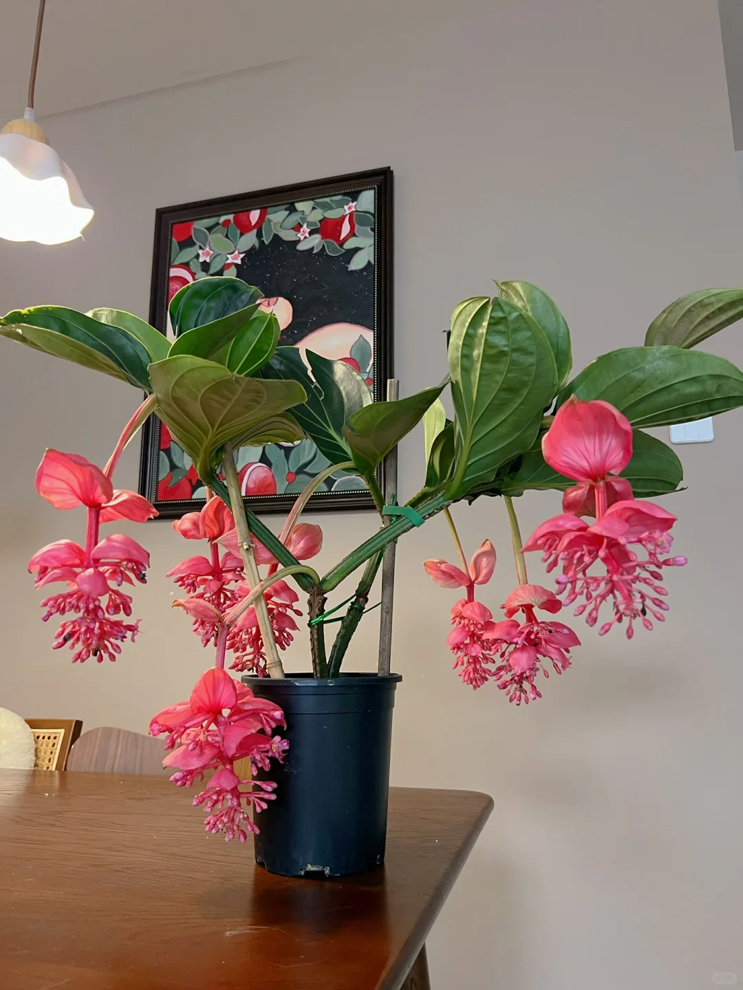 🪴Königin der Topfpflanzen – ✨Medinilla magnifica