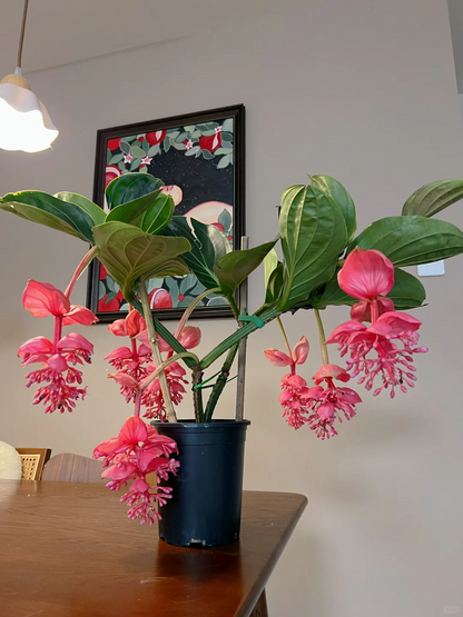 🪴Königin der Topfpflanzen – ✨Medinilla magnifica