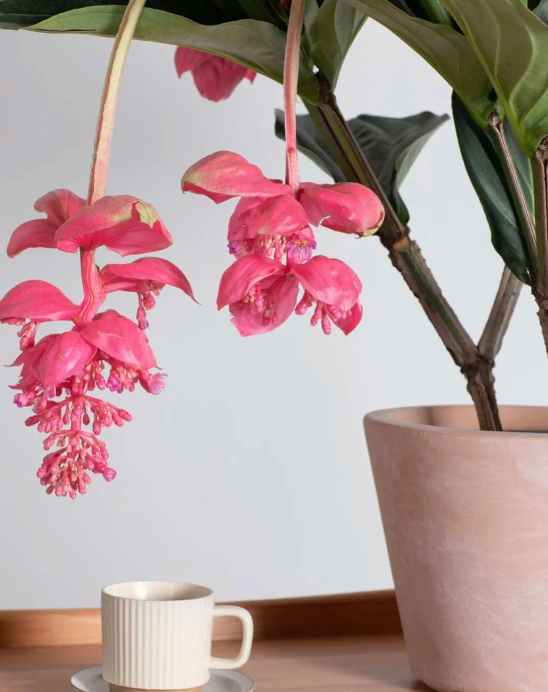 🪴Königin der Topfpflanzen – ✨Medinilla magnifica