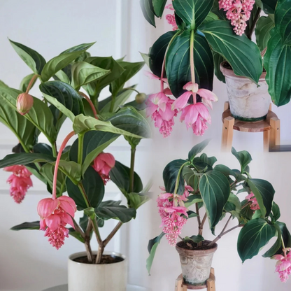 🪴Königin der Topfpflanzen – ✨Medinilla magnifica