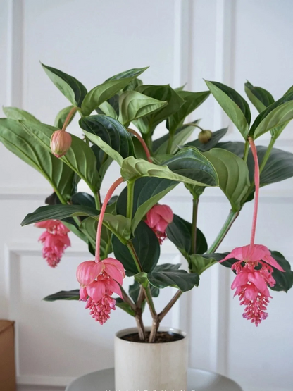 🪴Königin der Topfpflanzen – ✨Medinilla magnifica