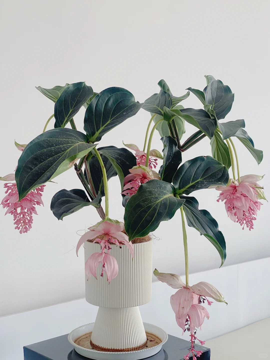 🪴Königin der Topfpflanzen – ✨Medinilla magnifica