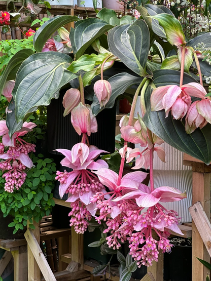 🪴Königin der Topfpflanzen – ✨Medinilla magnifica