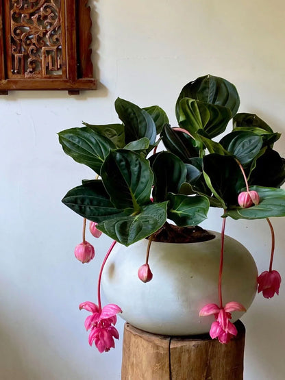 🪴Königin der Topfpflanzen – ✨Medinilla magnifica