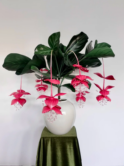 🪴Königin der Topfpflanzen – ✨Medinilla magnifica