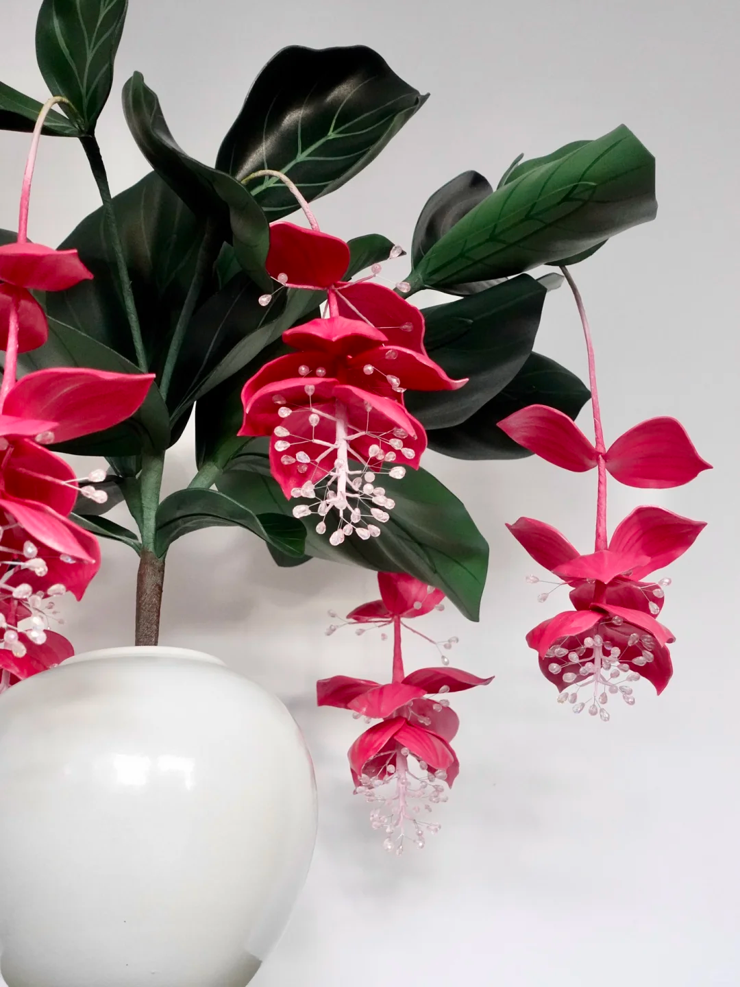 🪴Königin der Topfpflanzen – ✨Medinilla magnifica