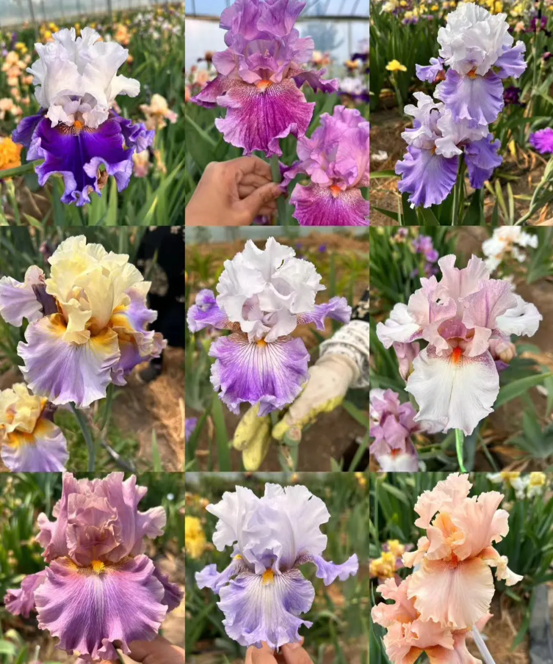 🔥Verschiedene Iris, Erbstück-Iris🌱Blumenzwiebeln Pflanzen