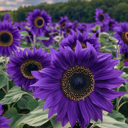 Sonnenblume 'Violette Majestät'