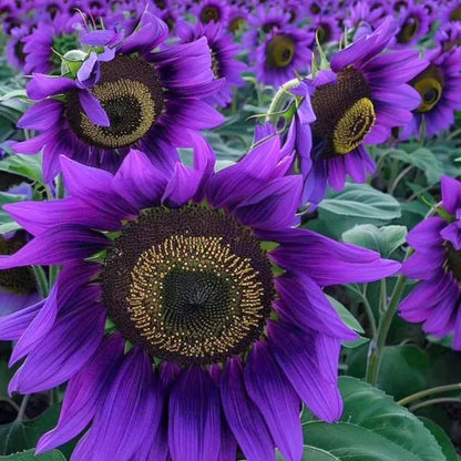 Sonnenblume 'Violette Majestät'