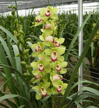 Cymbidium Orchideen Samen - Hellgrün