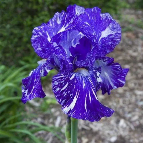 MULTI-VARIETIES IRIS SAMEN, ERBSTÜCK-IRIS, 50 STÜCK/PACKUNG