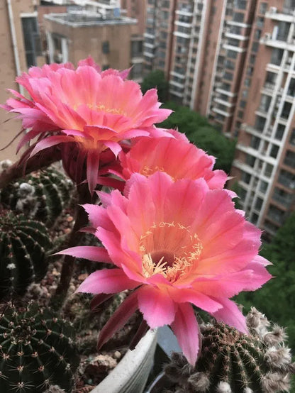 Gymnocalycium baldianum blühende Echinopsis tubiflora Sukkulententopf-Samen