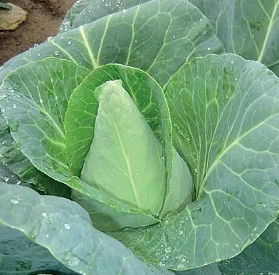 Bio-Weißkohl Caraflex F1 - Natürliche Frische für Ihren Gemüsegarten! 🥬🌱