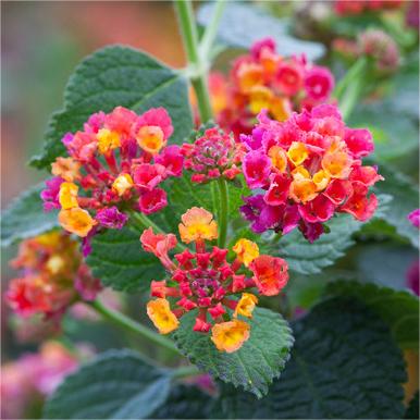 Lantana Calippo Tutti Frutti Blumenpflanzen