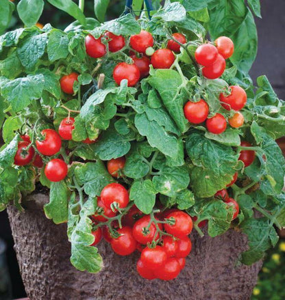 Tomatensamen - Bonsai für Balkon und Innenbereich - Selbstbestäubend - Bio - Nicht-GVO 🍅🌿🏡