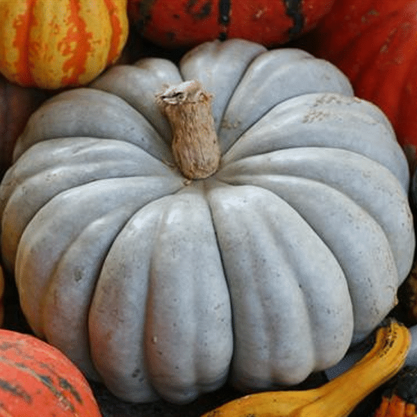 🎃🎃 Jarrahdale Blue Kürbissamen - Einzigartiger Geschmack und lebendige Farbe für Ihren Garten! 💥🌱