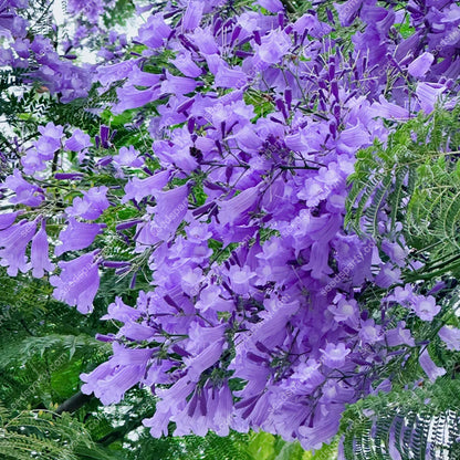 💐Atemberaubende Blüten Blauer Jacaranda-Samen🌱Lange Blütezeit