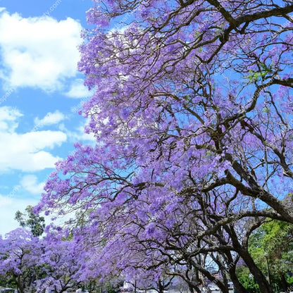 💐Atemberaubende Blüten Blauer Jacaranda-Samen🌱Lange Blütezeit