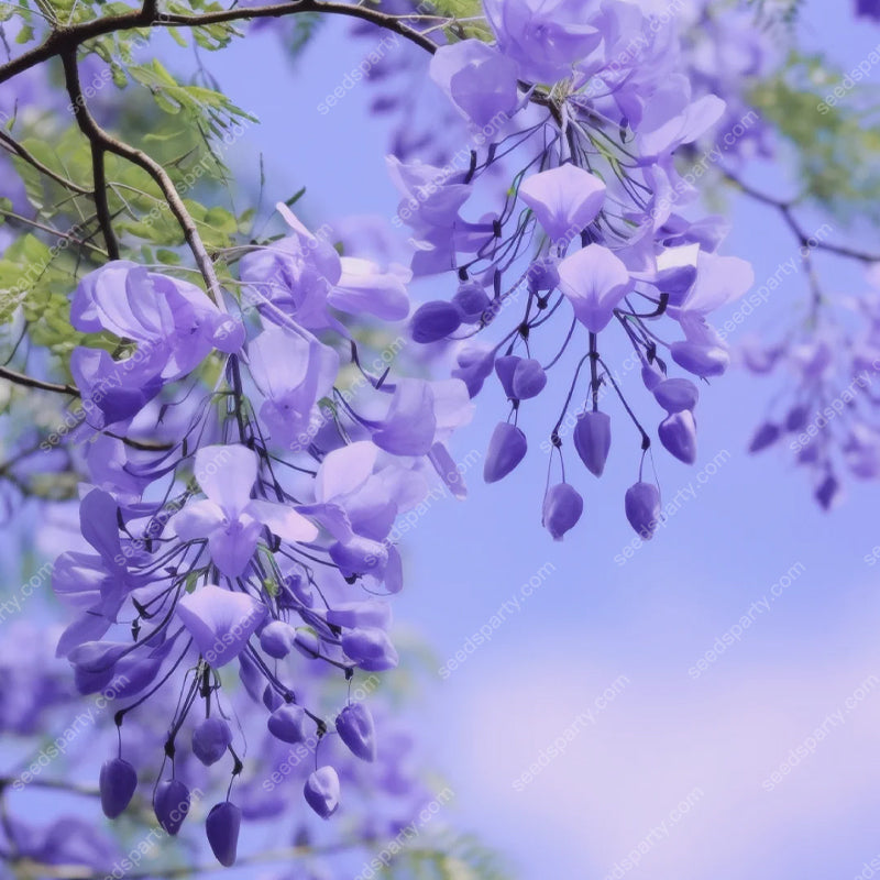 💐Atemberaubende Blüten Blauer Jacaranda-Samen🌱Lange Blütezeit