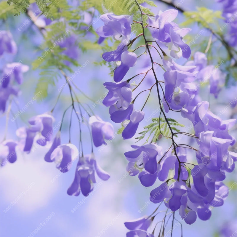 💐Atemberaubende Blüten Blauer Jacaranda-Samen🌱Lange Blütezeit