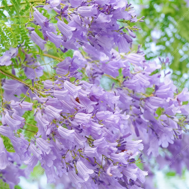 💐Atemberaubende Blüten Blauer Jacaranda-Samen🌱Lange Blütezeit