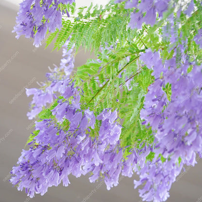 💐Atemberaubende Blüten Blauer Jacaranda-Samen🌱Lange Blütezeit