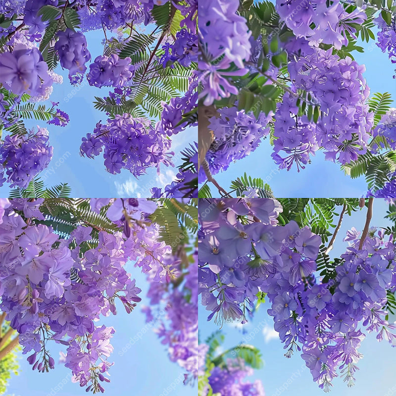 💐Atemberaubende Blüten Blauer Jacaranda-Samen🌱Lange Blütezeit