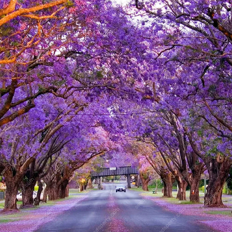 💐Atemberaubende Blüten Blauer Jacaranda-Samen🌱Lange Blütezeit