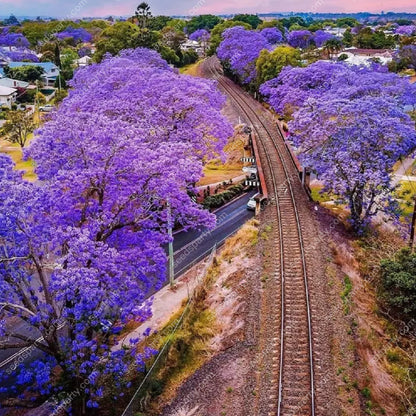 💐Atemberaubende Blüten Blauer Jacaranda-Samen🌱Lange Blütezeit