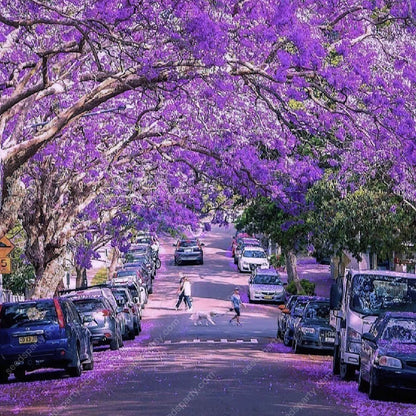 💐Atemberaubende Blüten Blauer Jacaranda-Samen🌱Lange Blütezeit