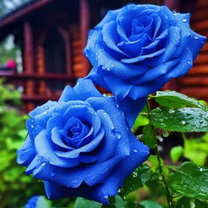 Blaue Zauberrose - Seltenheit 🌹💙