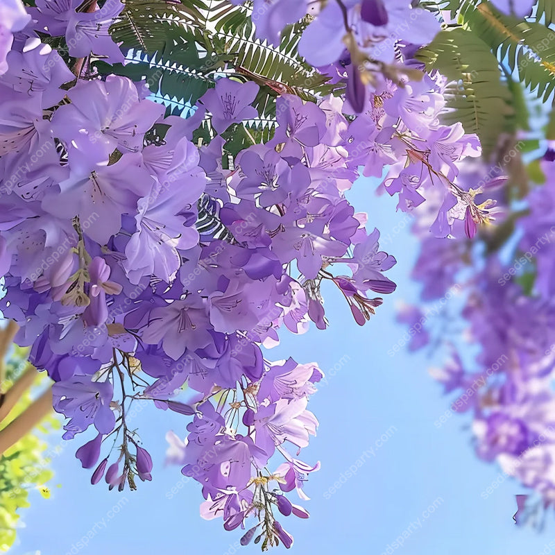 💐Atemberaubende Blüten Blauer Jacaranda-Samen🌱Lange Blütezeit